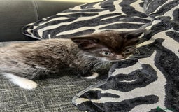 Mixed Breed cats for sale: 1x Boy and 1x Girl Kitten For Sale - Image 10