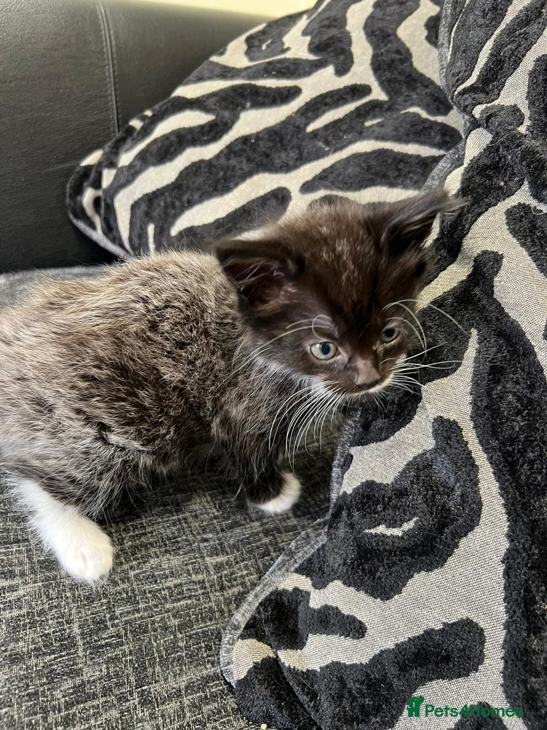 Mixed Breed cats for sale: 1x Boy and 1x Girl Kitten For Sale - Image 10