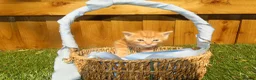 Mixed Breed cats for sale: Full ginger and mix litter kittens  - Advert 9