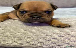 English Bulldog dogs for sale: English Bulldog puppies for sale KC registered  - Image 22