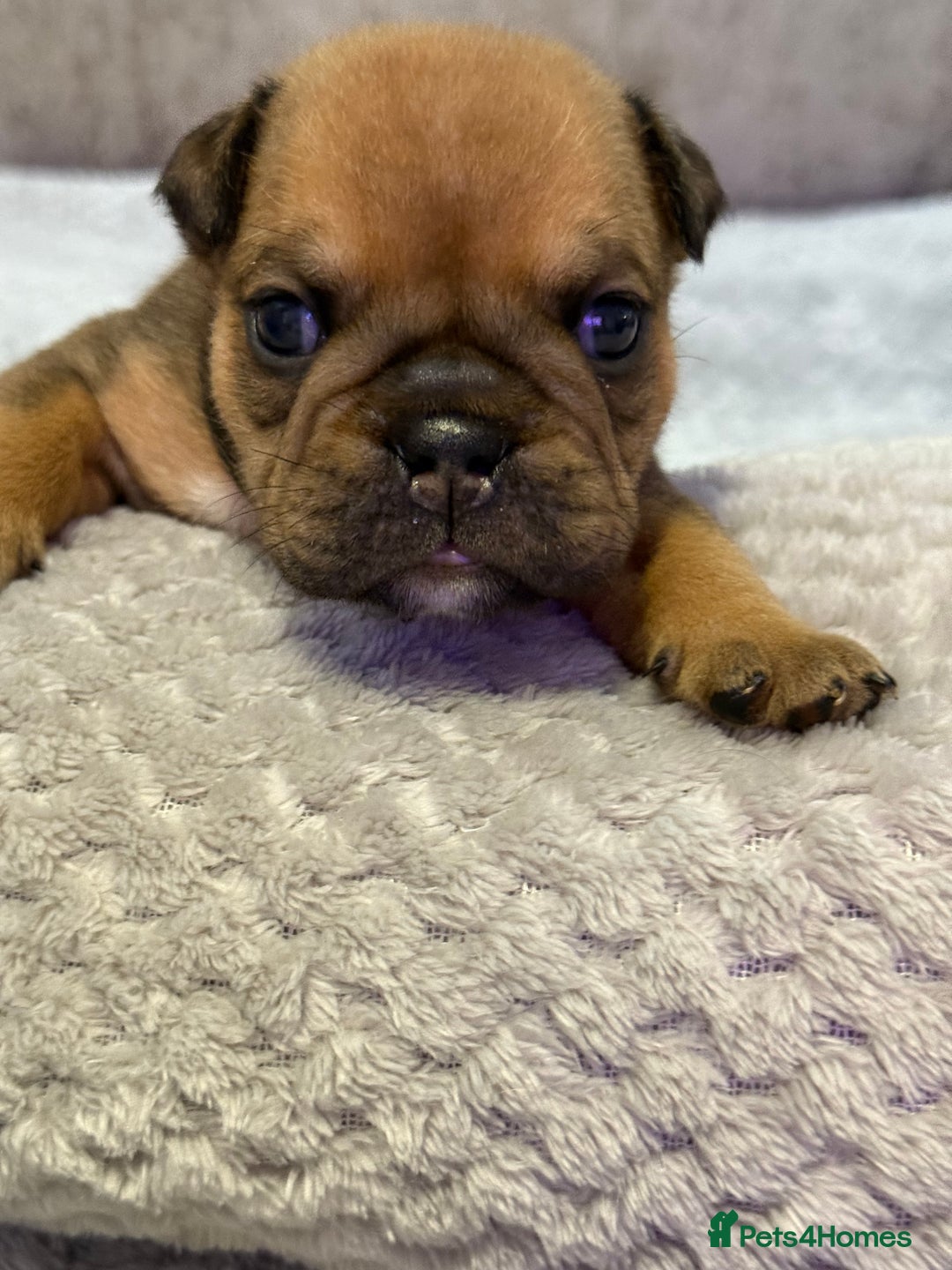 English Bulldog dogs for sale: English Bulldog puppies for sale KC registered  - Image 22