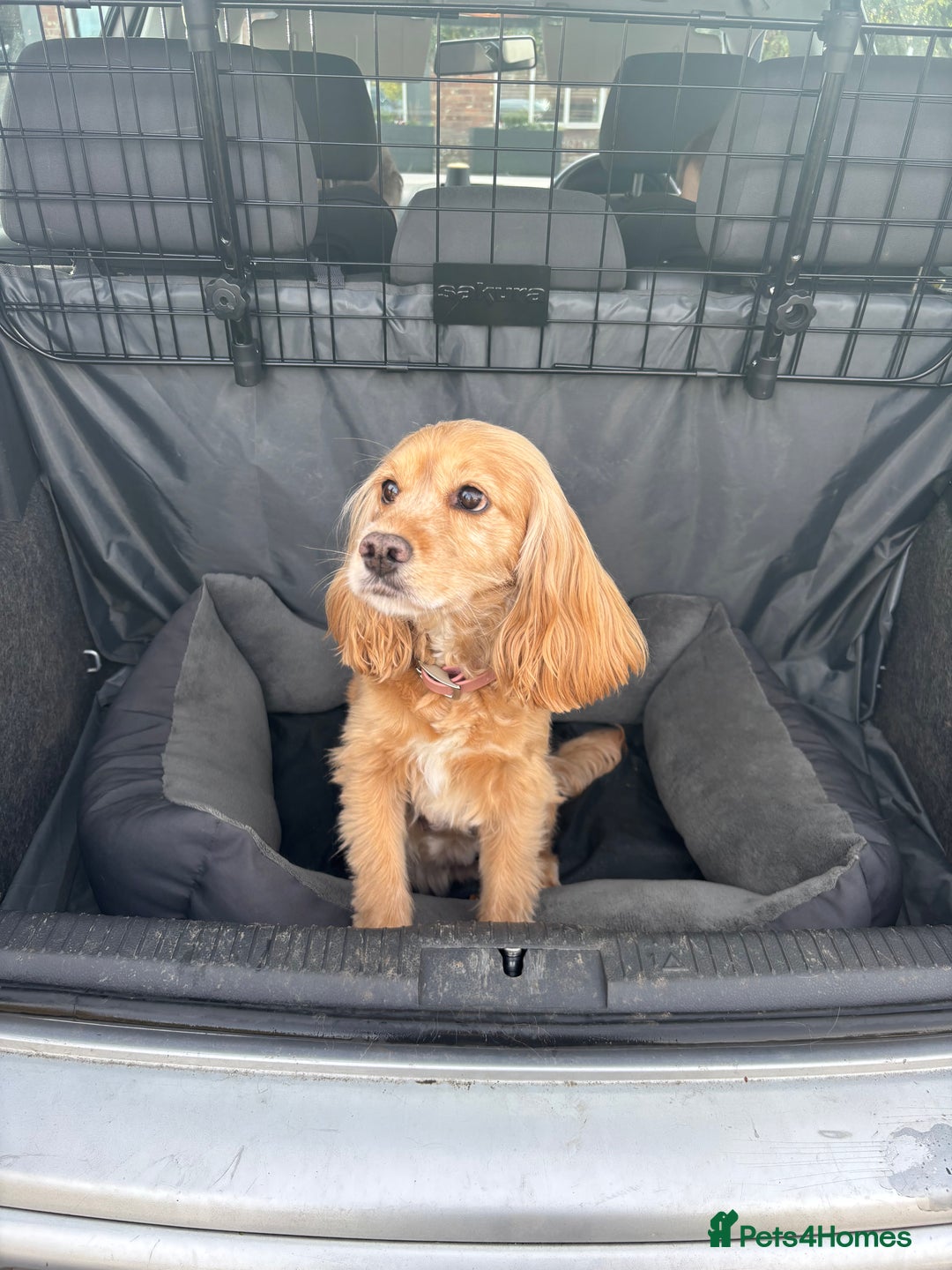 Cocker Spaniel dogs for sale: Cocker Spaniel Puppies - Advert 11