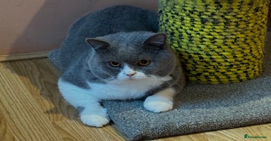 British Shorthair cats - Advert 1