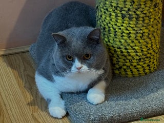 British Shorthair cats Stunning Pedigree GCCF BSH male for stud!! - Advert 8