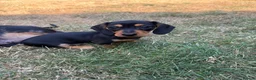 Miniature Dachshund dogs for sale: Stunning Miniature dachshund - Advert 2