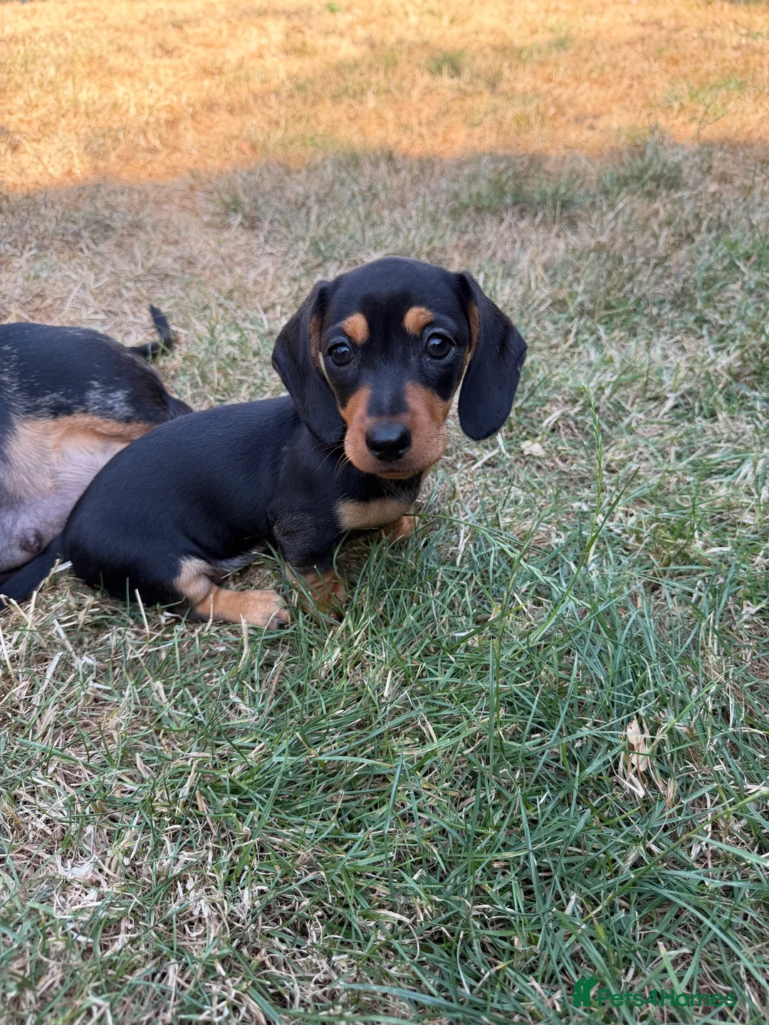 Miniature Dachshund dogs for sale: Stunning Miniature dachshund - Advert 2