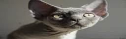 Devon Rex cats for sale: Blue Devon Rex male kitten  - Advert 9