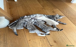 Bengal cats for sale: Beautiful Bengal kittens  in Cambridge - Image 26