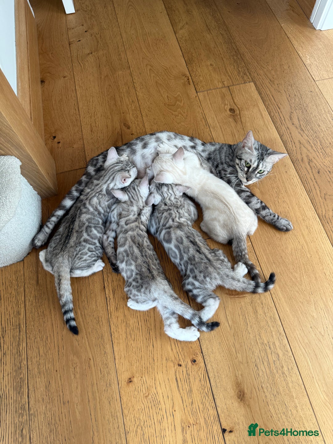 Bengal cats for sale: Beautiful Bengal kittens  in Cambridge - Image 26