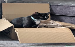 Mixed Breed cats for sale: Kitten for sale  - Image 2