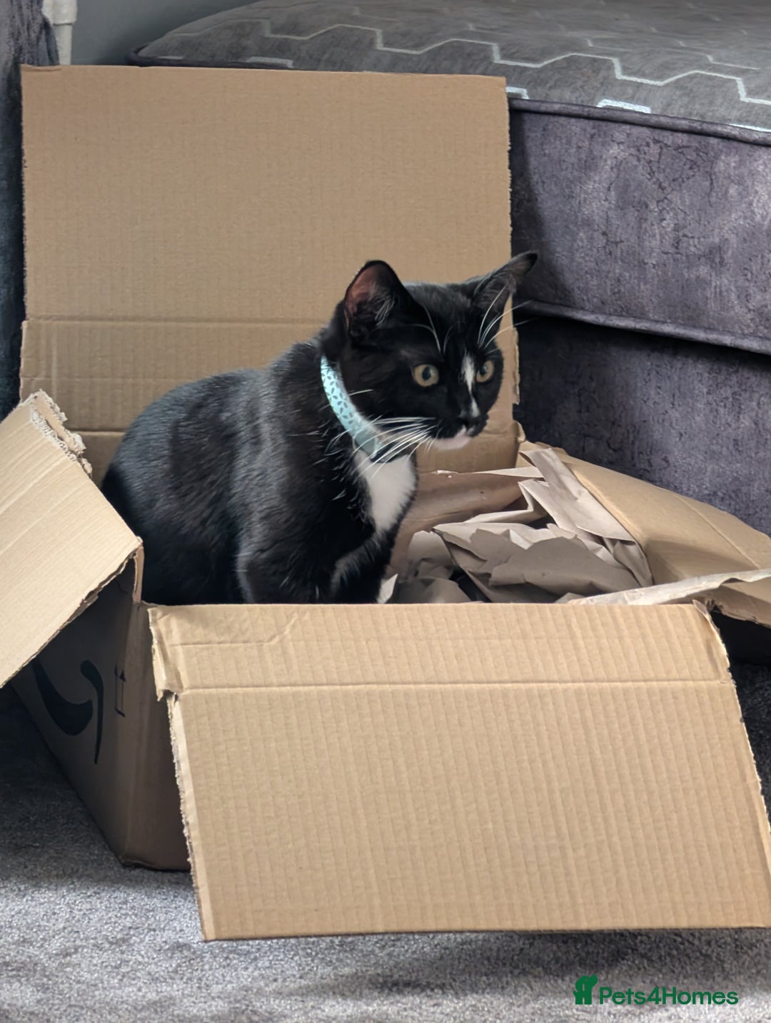 Mixed Breed cats for sale: Kitten for sale  - Image 2
