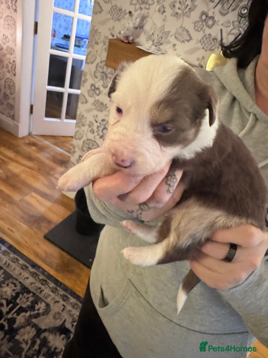 Border Collie dogs for sale: Adorable border collie tri coloured pups - Advert 4