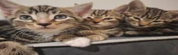Mixed Breed cats for sale: 2 beautiful kittens left - Advert 8