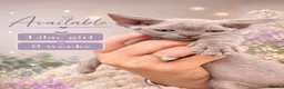 Devon Rex cats for sale: Price Reduced!TICARegisteredDevonRex lilac kittens - Advert 34