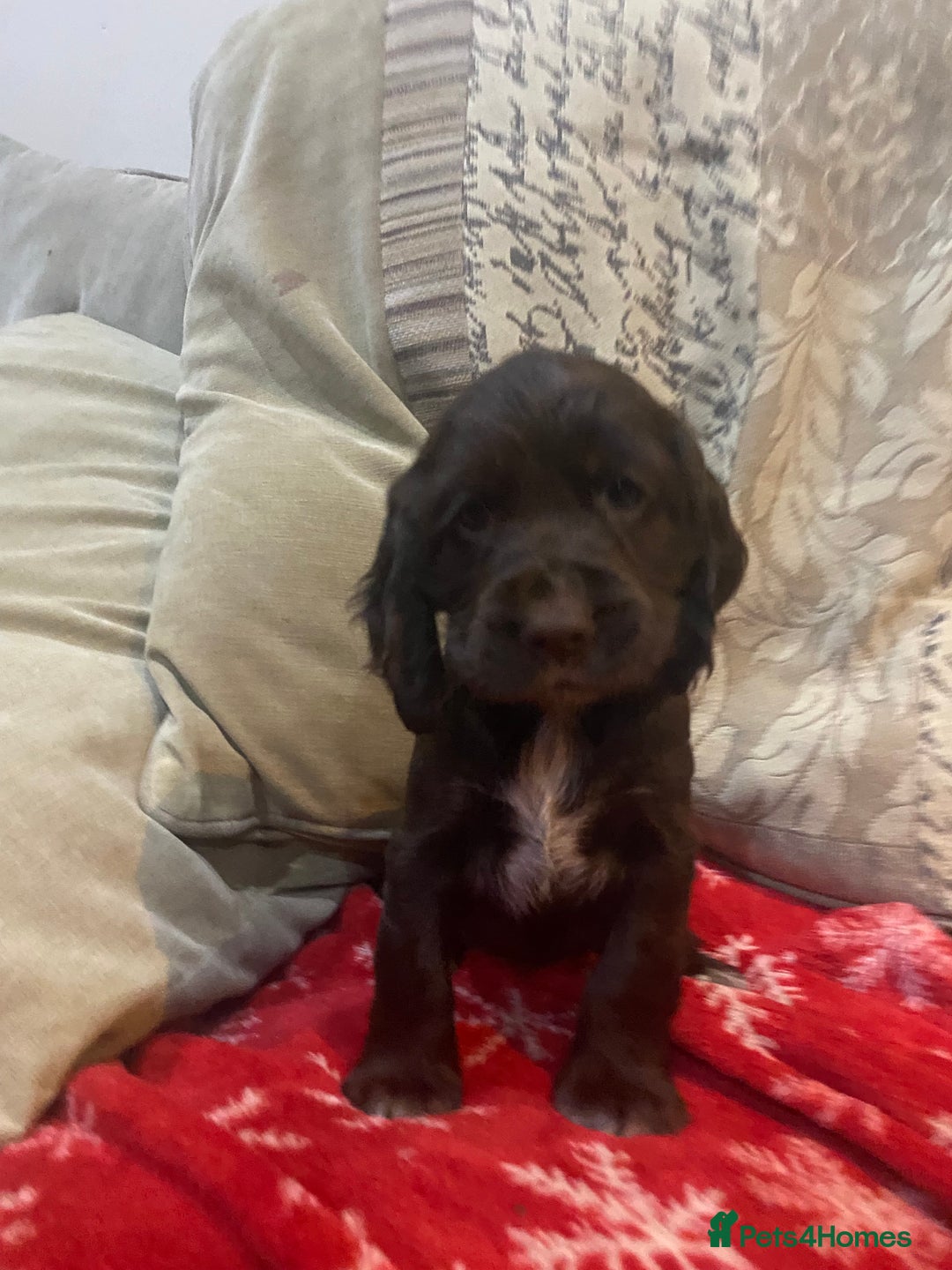 Cocker Spaniel dogs for sale: 9 beautiful full cocker spaniel pups - Advert 6