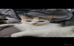 Mixed Breed cats for sale: Loving Home Wanted for Our Beautiful Cat | Penny - Image 2