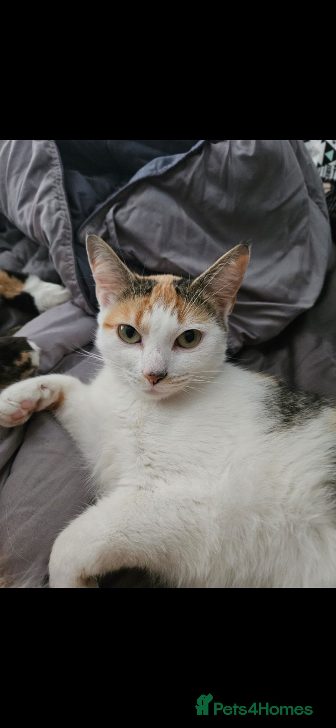 Mixed Breed cats for sale: Loving Home Wanted for Our Beautiful Cat | Penny - Image 2