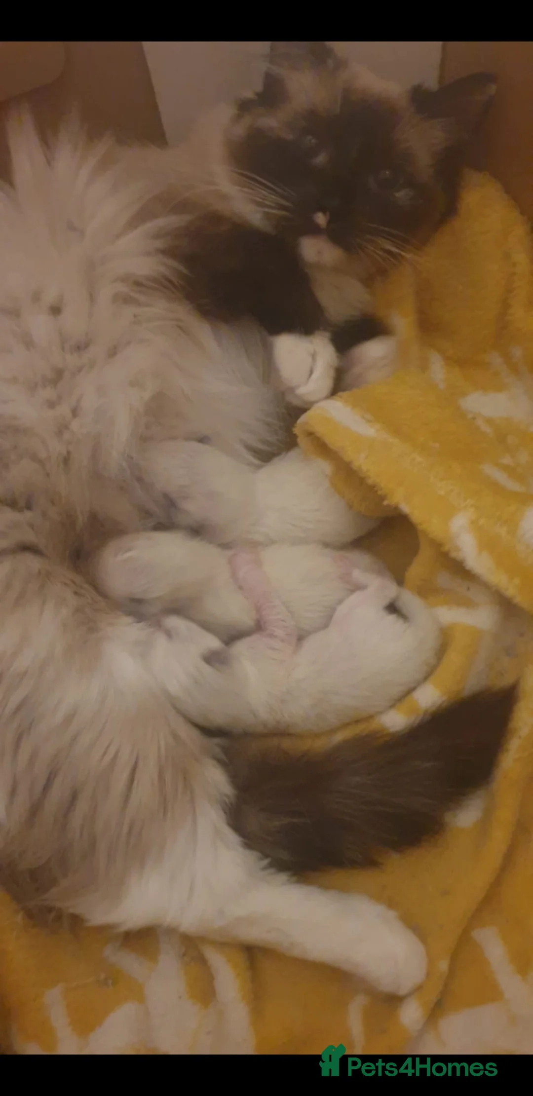 Ragdoll cats for sale: Beautiful GCCF Registered Ragdoll Kittens. - Advert 35