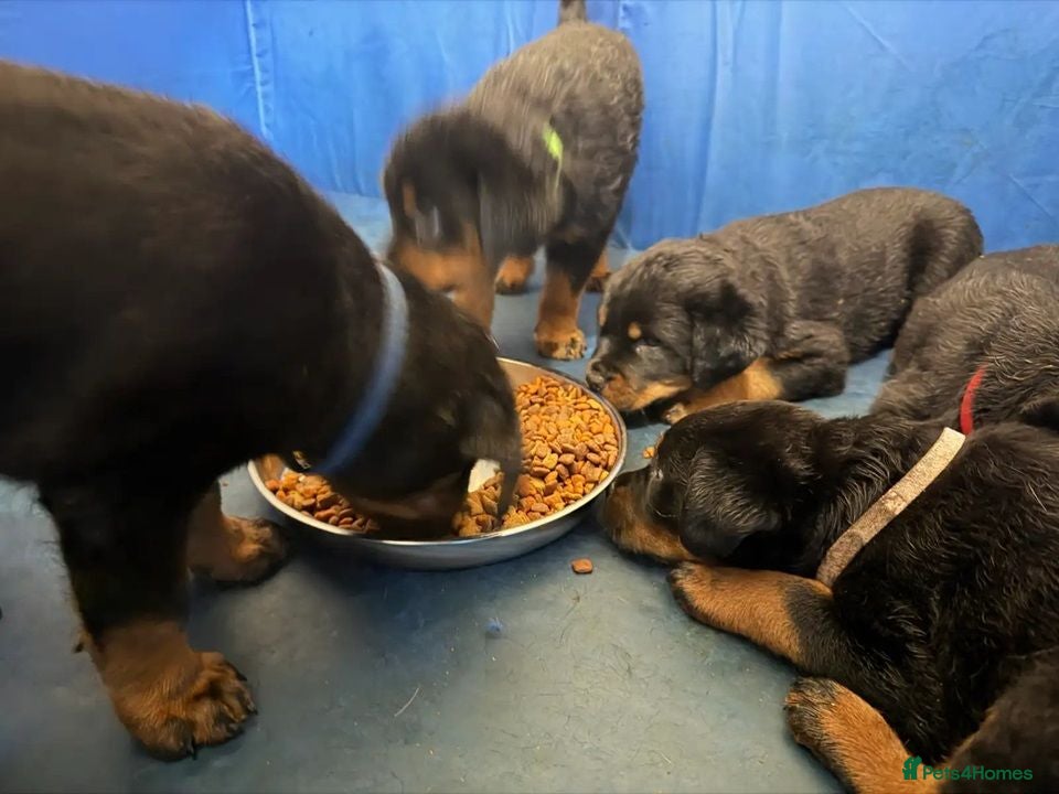 Rottweiler dogs ⊞⊞super Classic Family Companion pups⊞⊞ - Advert 14