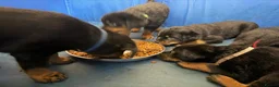 Rottweiler dogs for sale: ⊞⊞super Classic Family Companion pups⊞⊞ in Worthing - Advert 1