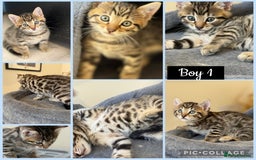 Mixed Breed cats for sale: Cutest Bengal X Kittens nearly ready to go!! - Image 4