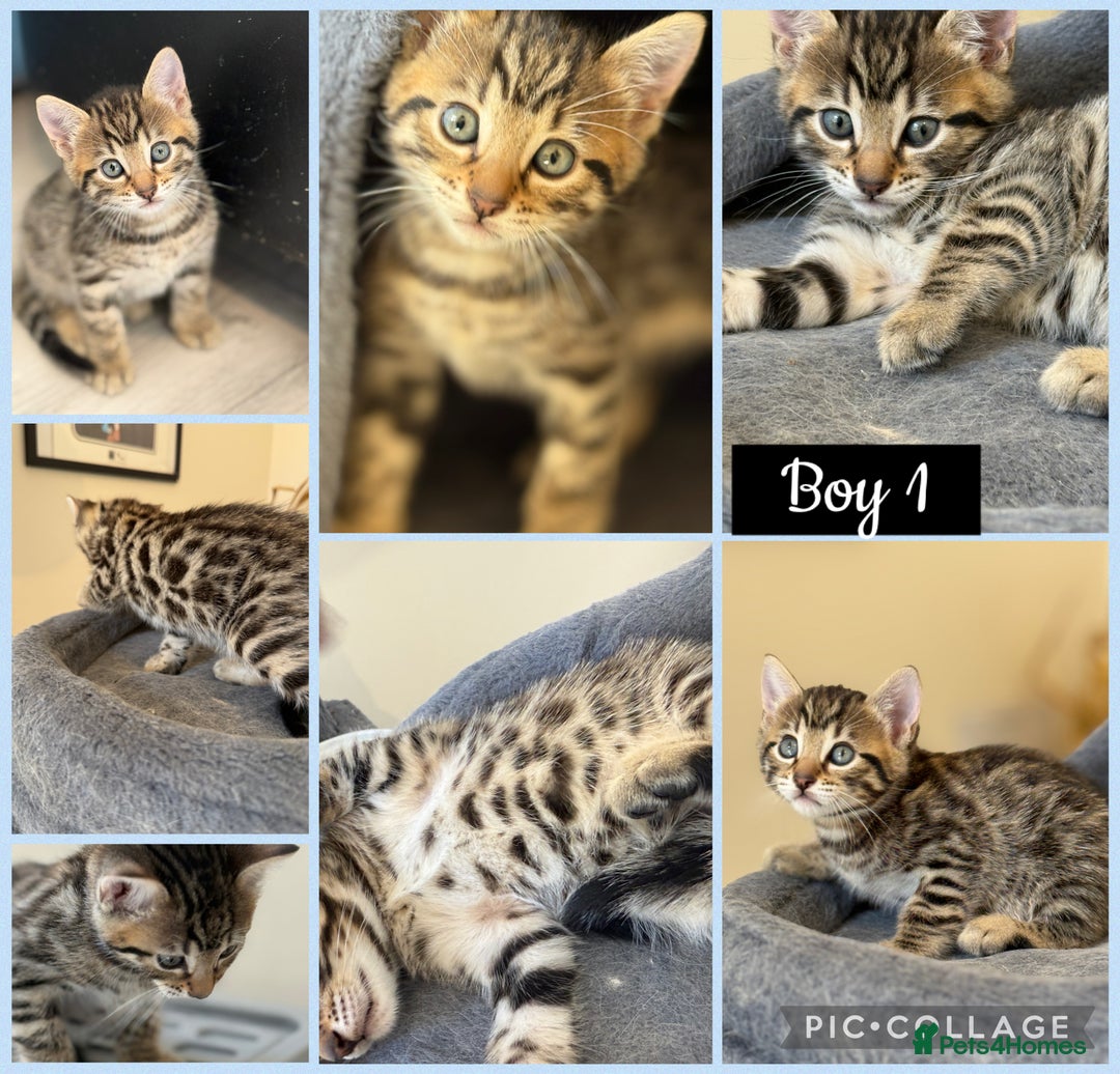 Mixed Breed cats for sale: Cutest Bengal X Kittens nearly ready to go!! - Image 4