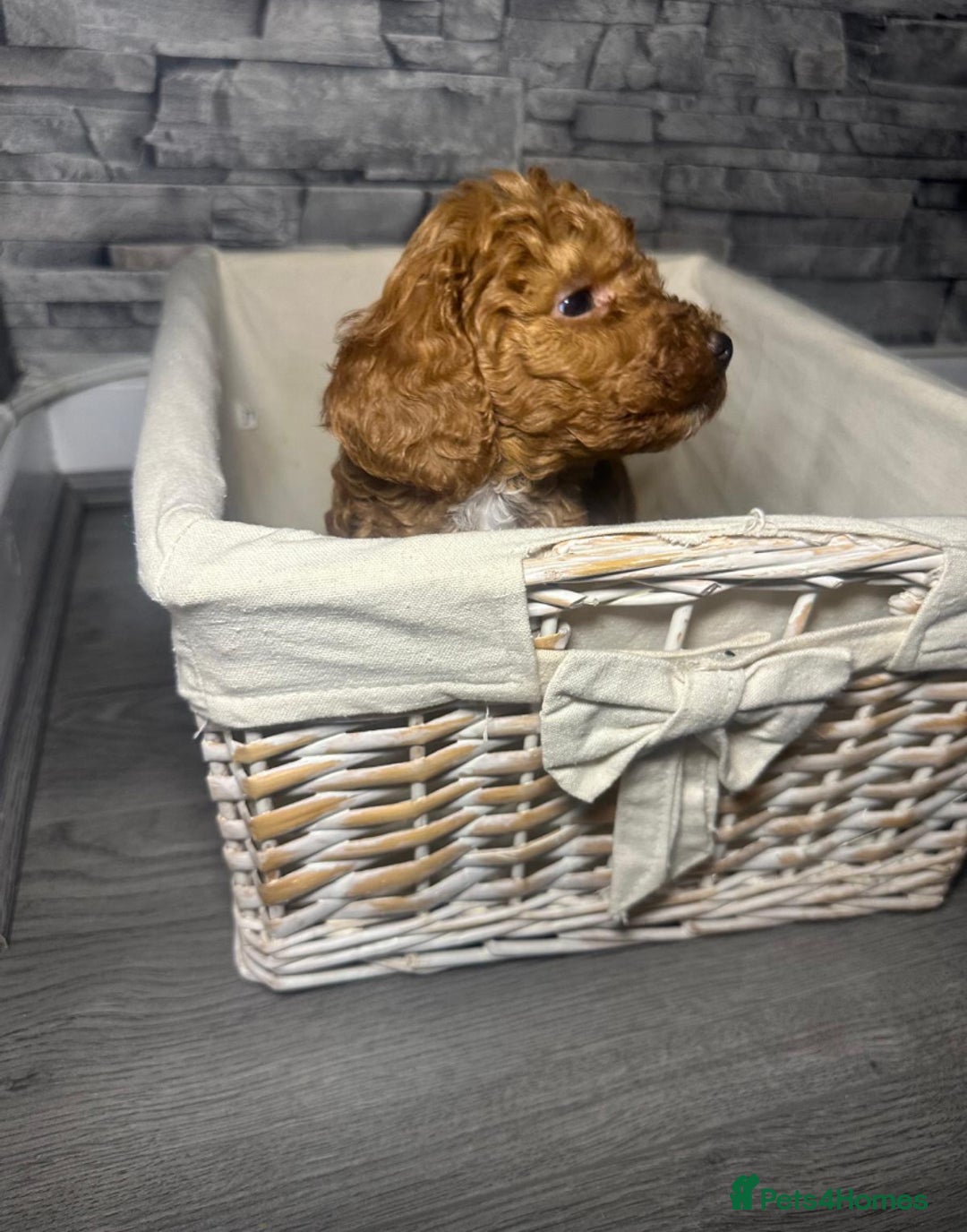 Cockapoo dogs for sale: 🐾 reduced £1200  FLUFFY COCKAPOO PUPPIES  - Advert 11