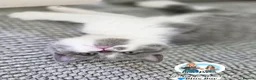 British Shorthair cats for sale: 5 Beautiful British short hair kittens available  - Advert 16