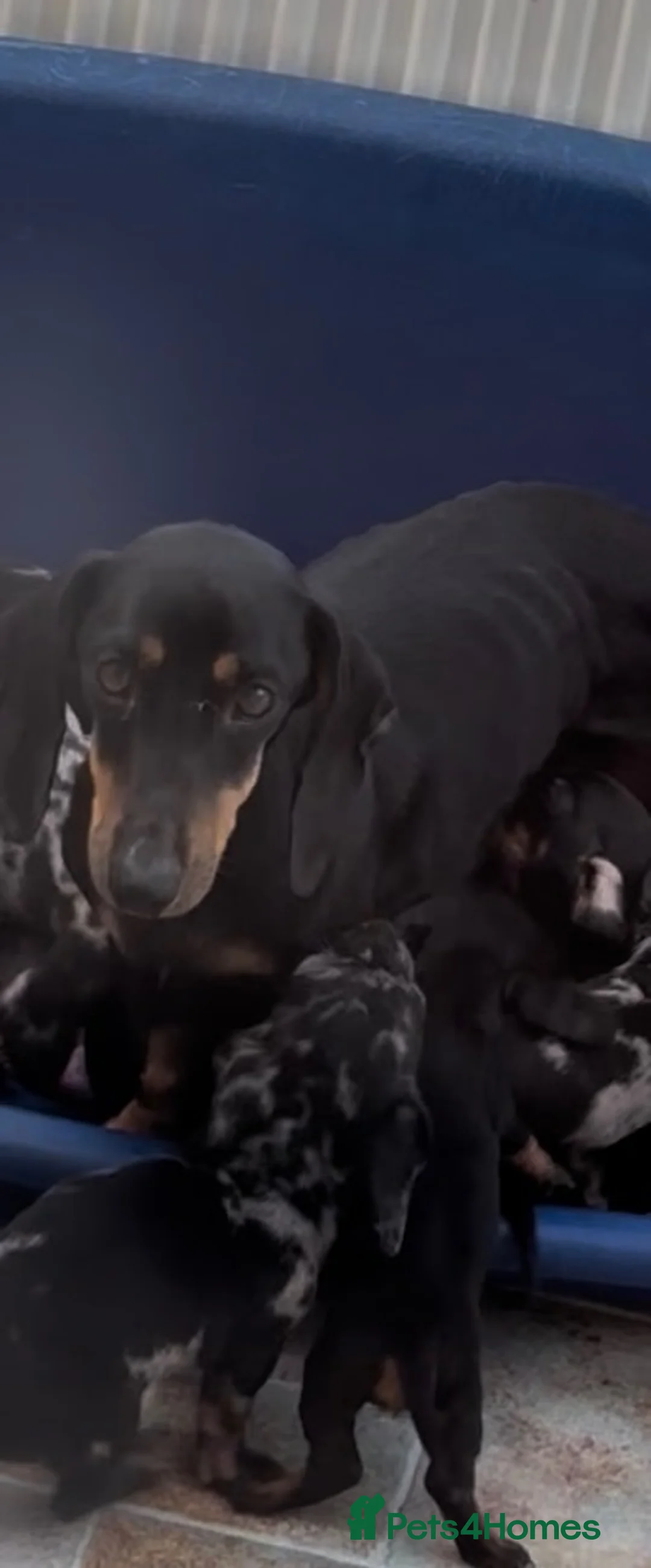 Miniature Dachshund dogs for sale: Dachshund  in Milton Keynes - Advert 13