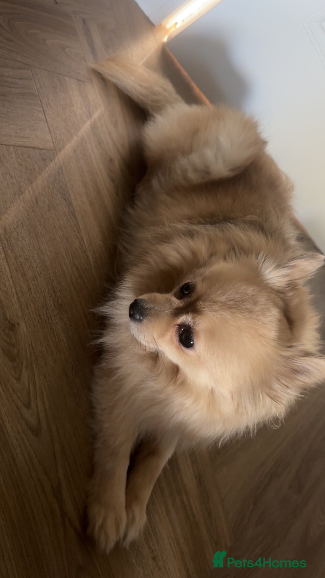 Pomeranian dogs for sale: 4 year old female Pomeranian- sky - Advert 4
