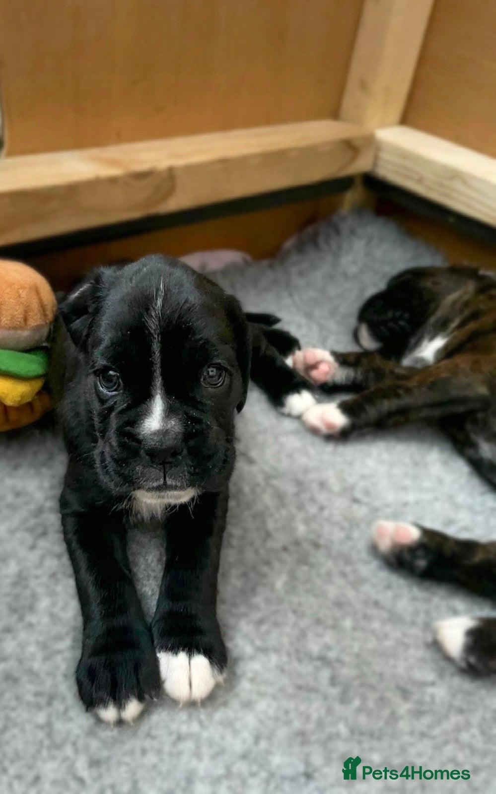 Boxer dogs Beautiful KC registered puppies for sale  - Advert 1