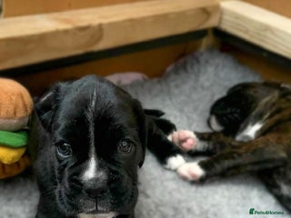 Boxer dogs Beautiful KC registered puppies for sale - Advert 1