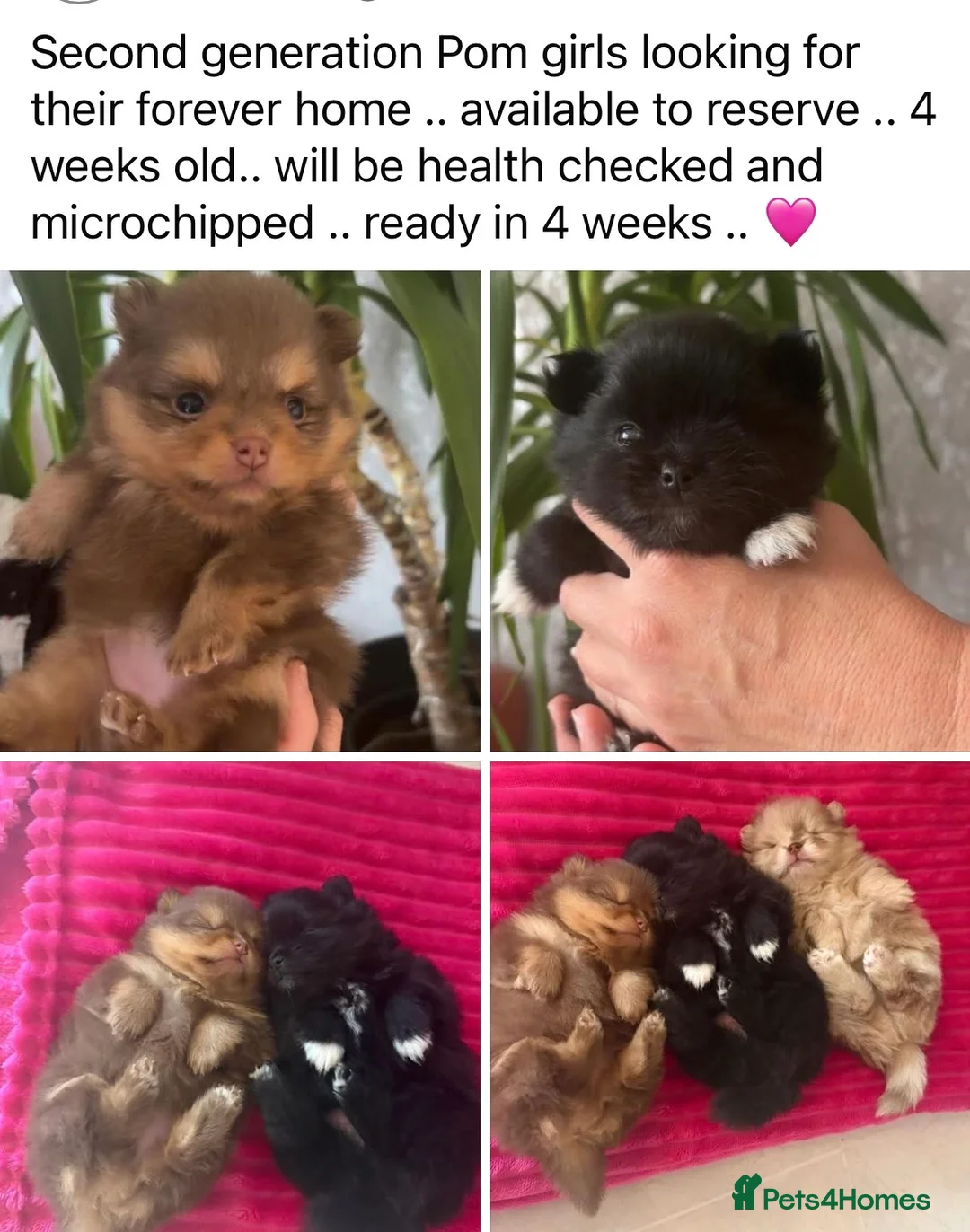 Pomeranian dogs for sale: Pomeranian  in Birmingham - Advert 1