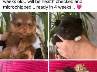 Pomeranian dogs Pomeranian in Birmingham - Advert 17