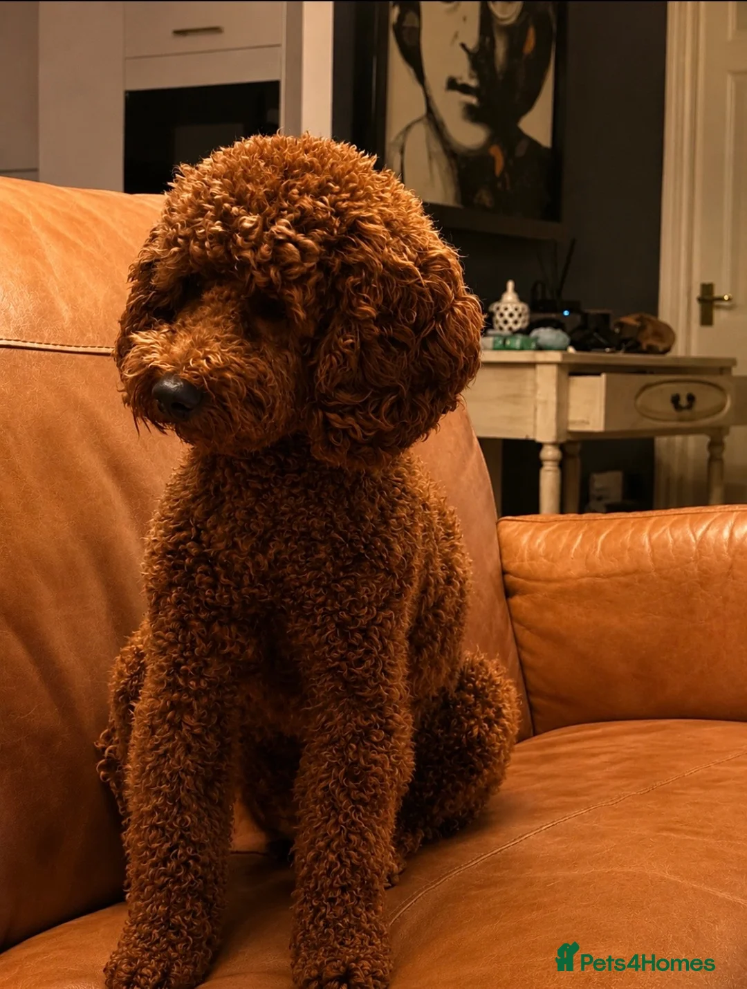 Miniature Poodle dogs for stud: Miniature poodle red  in Hemel Hempstead - Advert 1