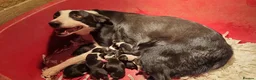 Border Collie dogs for sale: Working collie pups in Market Rasen - Advert 3
