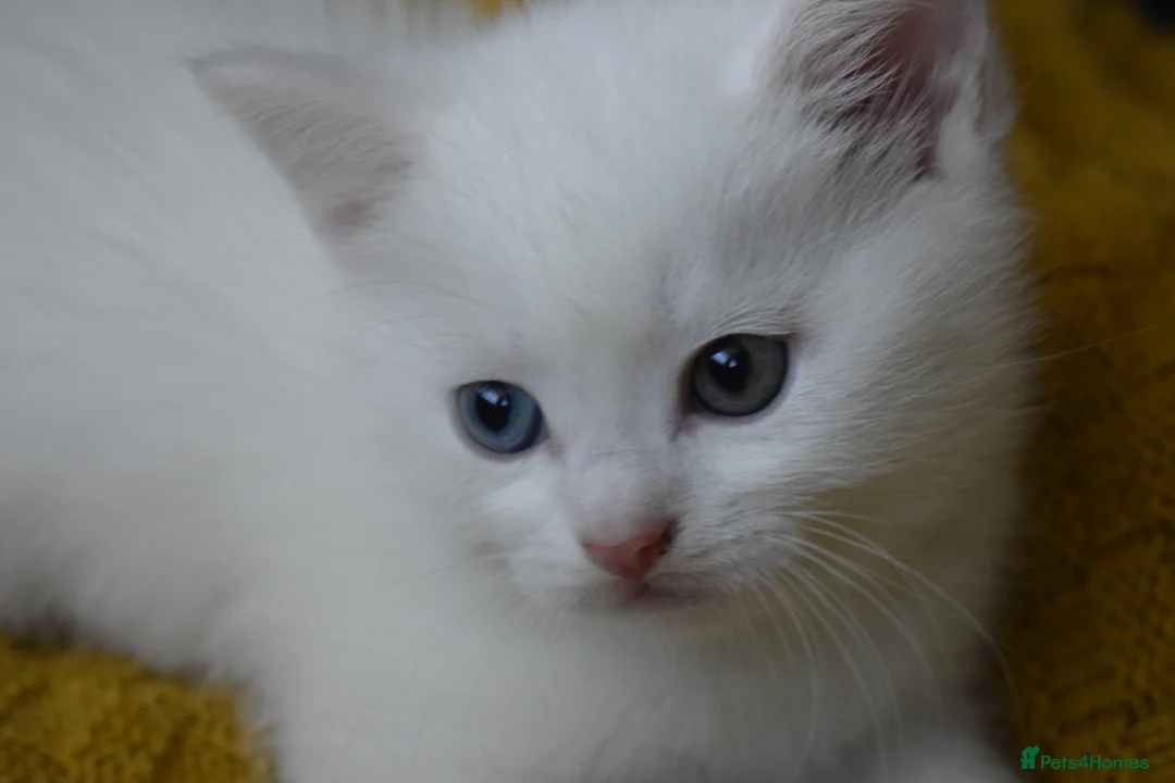 Mixed Breed cats for sale: Rare Odd Eye Mixed Breed Kitten for sale - Advert 8