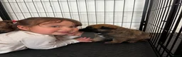 Mixed Breed dogs for sale: Malinois x GSD Puppies ONLY 2 Males Ready To Leave - Advert 36