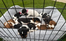 Jack Russell dogs for sale: Jack Russell pups - Image 6