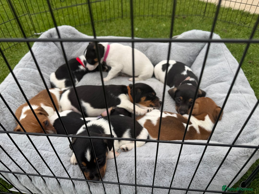 Jack Russell dogs for sale: Jack Russell pups - Image 6
