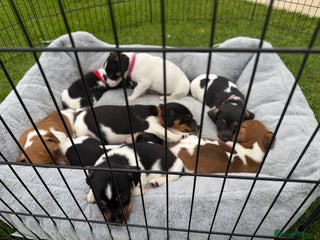 Jack Russell dogs - Advert 4