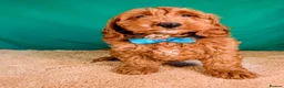 Cockapoo dogs for sale: F1B Cockapoo Puppies Ready for Their Forever Homes in Whitland - Advert 7