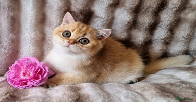 British Shorthair cats - Advert 14