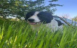 Mixed Breed dogs for adoption: Hope - Norwich Norfolk  - Image 8