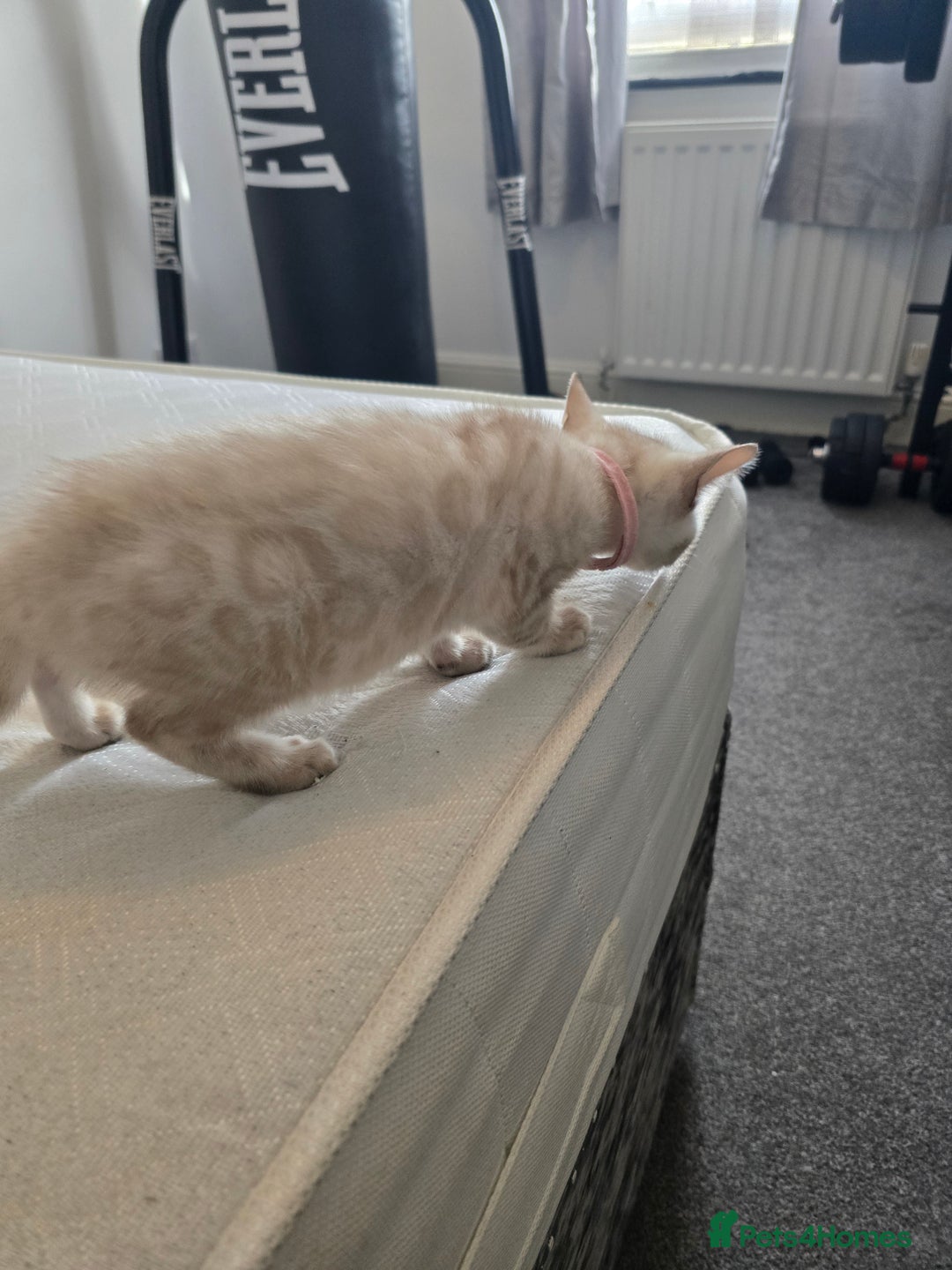 Bengal cats for sale: BLUE EYE SNOW BENGAL LYNC TICA ACTIVE - Image 10