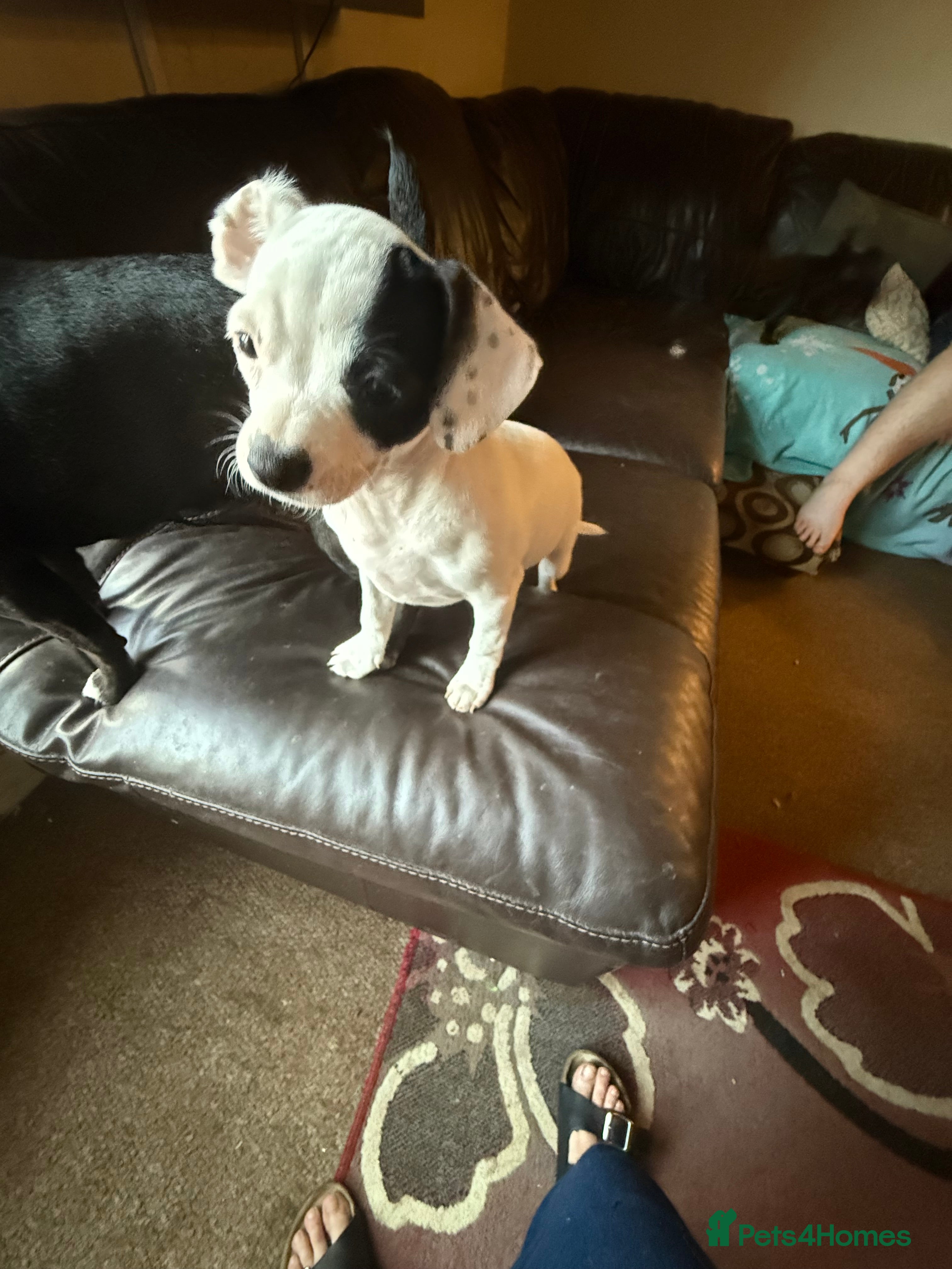 Mixed Breed dogs 15weeks old French  bulldog/cocker spaniels ❌ - Advert 11