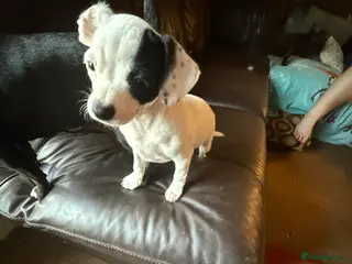 Mixed Breed dogs 15weeks old French bulldog/cocker spaniels ❌ - Advert 11