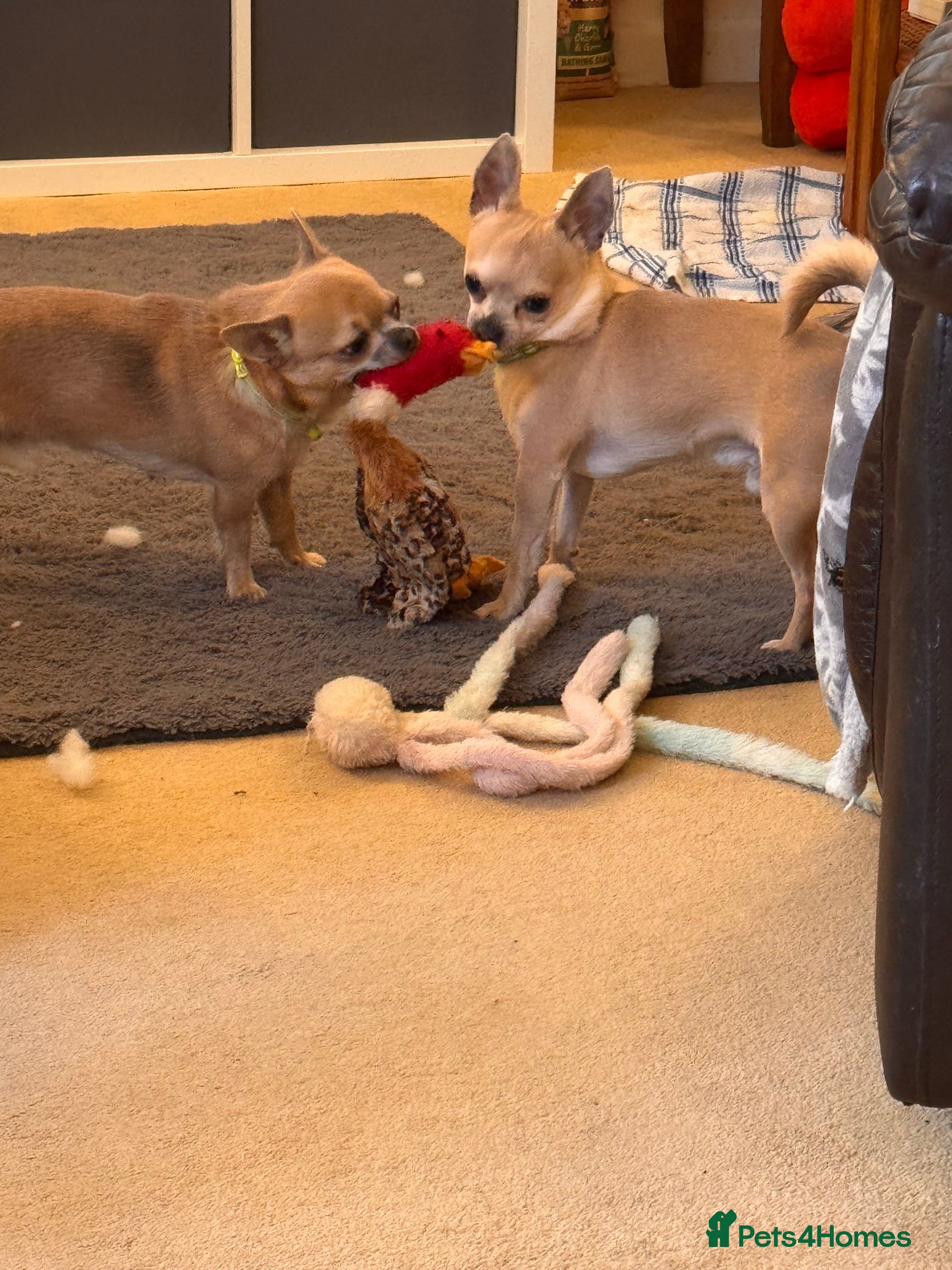 Chihuahua dogs 2 lovely brothers looking for quiet perfect home  - Advert 1