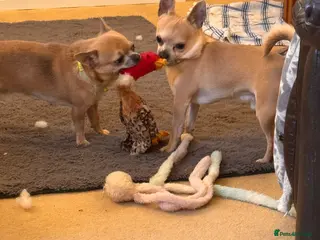 Chihuahua dogs 2 lovely brothers looking for quiet perfect home - Advert 1
