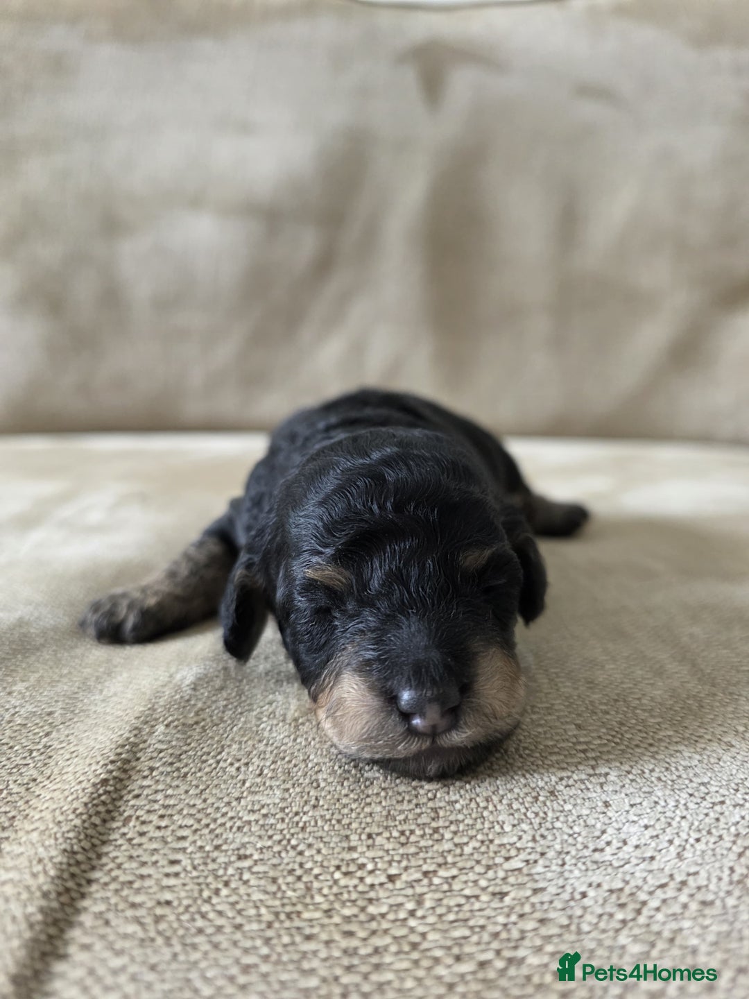 Toy Poodle dogs for sale: KC Tiny Perfect phantom poodles + colours  - Image 12